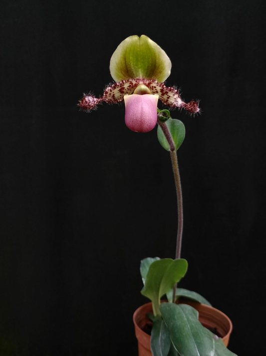 paphiopedilum glaucophyllum