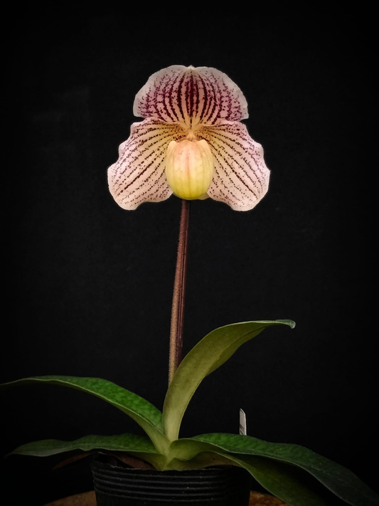 Paphiopedilum godefroyae x fairrieanum