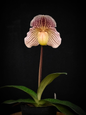 Paphiopedilum godefroyae x fairrieanum