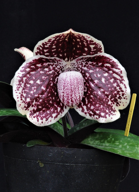 Paphiopedilum godefroyae x rungsuriyanum