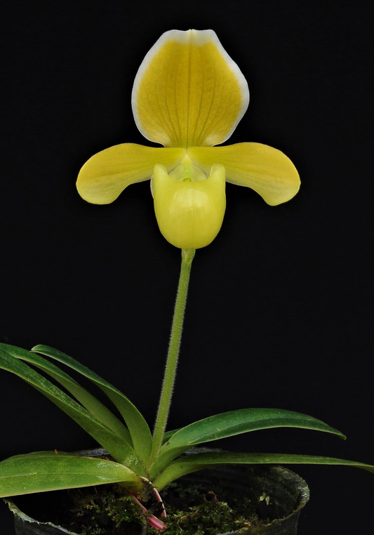 paphiopedilum helenae alba