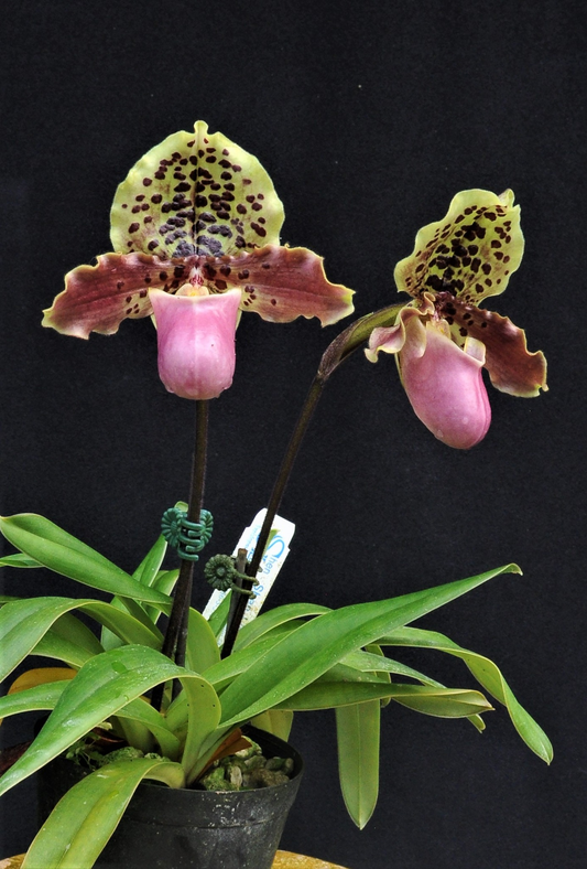 paphiopedilum henryanum x fairrieanum