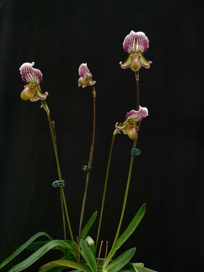 paphiopedilum henryanum x fairrieanum