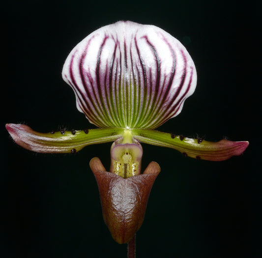 Paphiopedilum lawrenceanum