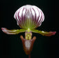 Paphiopedilum lawrenceanum