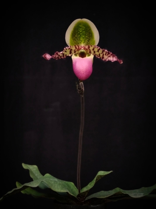 Paphiopedilum liemianum