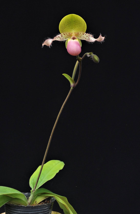 Paphiopedilum moquetteanum