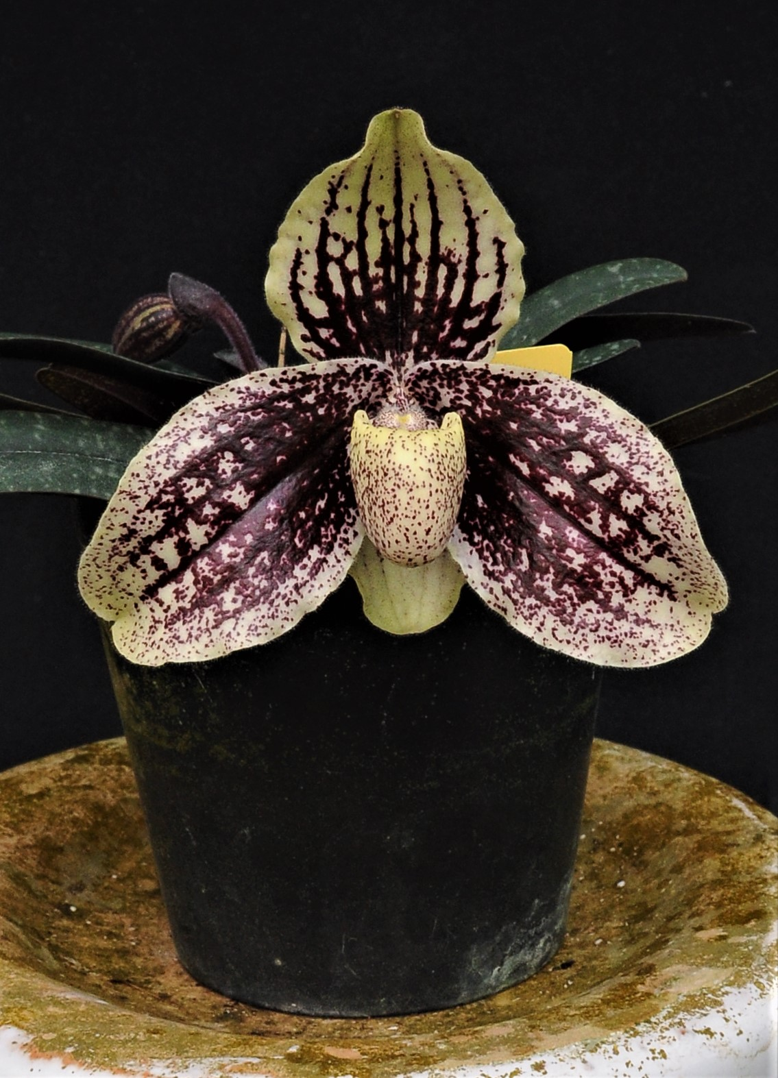 paphiopedilum myanmaricum x Macabre