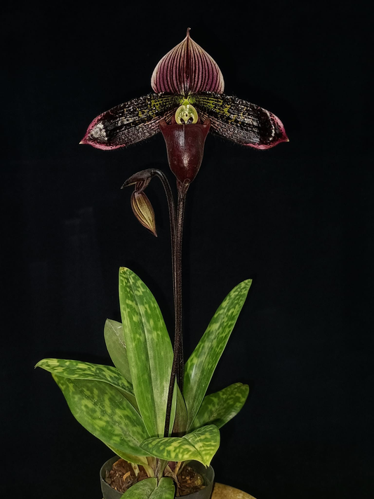 paphiopedilum myanmaricum x Macabre