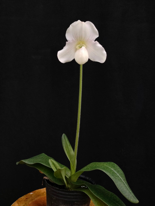 Paphiopedilum niveum x fairrieanum