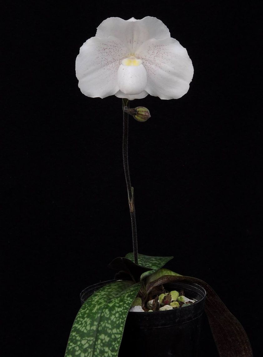 Paphiopedilum niveum x rungsuriyanum