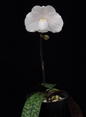 Paphiopedilum niveum x rungsuriyanum