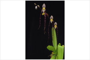 Paphiopedilum philippinense