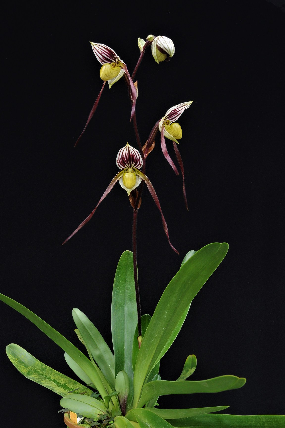 paphiopedilum philippinense var laevigatum