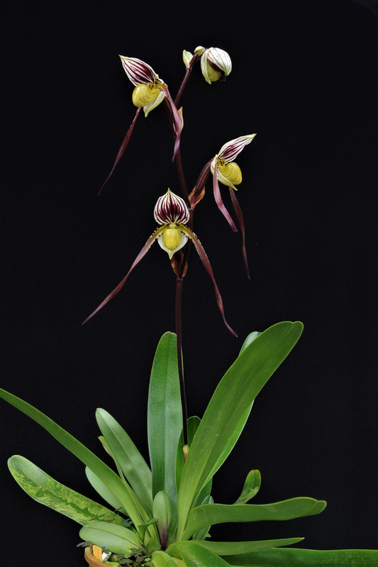 paphiopedilum philippinense var laevigatum