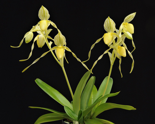 paphiopedilum philippinense var laevigatum alba x kolopakingii alba