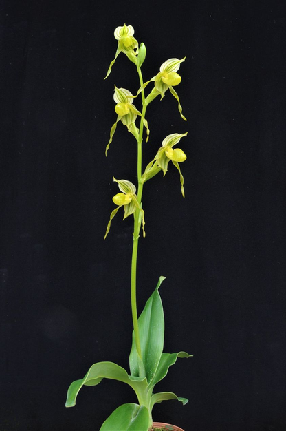 paphiopedilum philippinense var laevigatum alba x kolopakingii alba