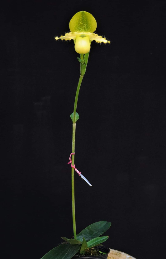 Paphiopedilum primulinum