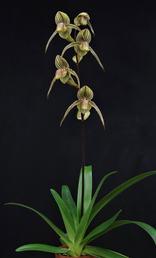 paphiopedilum rothschildianum x randsii