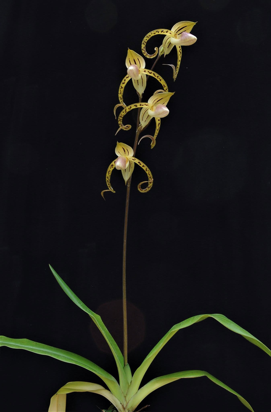 Paphiopedilum stonei x  gigantifolium