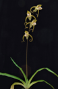 Paphiopedilum stonei x  gigantifolium