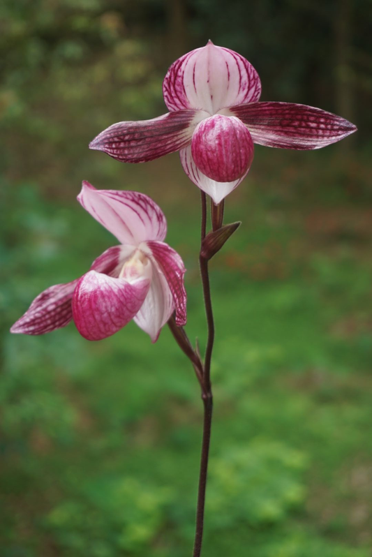 Paphiopedilum Luk Luk (niveum x stonei)
