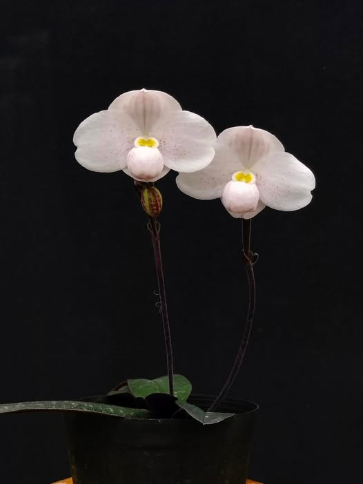 Paphiopedilum thaianum x rungsuriyanum