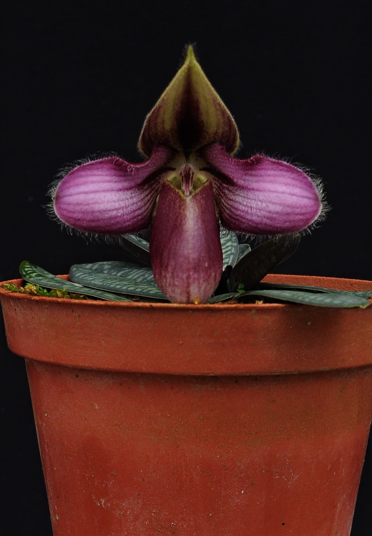 Paphiopedilum thaianum x rungsuriyanum