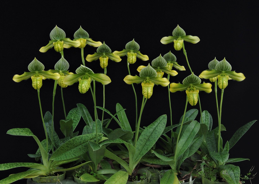 paphiopedilum venustum alba