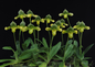 paphiopedilum venustum alba
