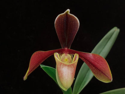 Paphiopedilum villosum v boxallii