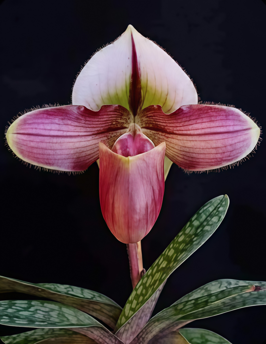 Paphiopedilum spicerianum x rungsuriyanum