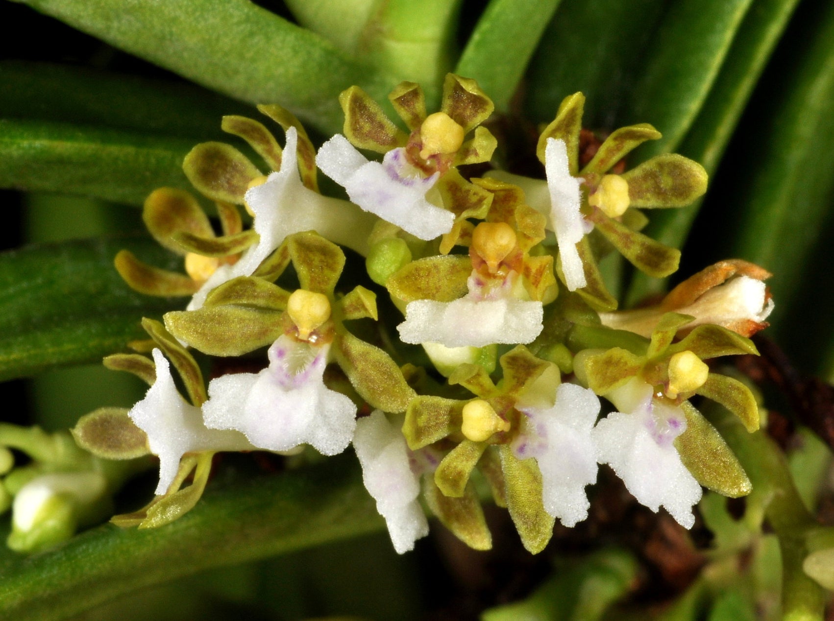 Trichoglottis triflora – Hengduan Biotechnology